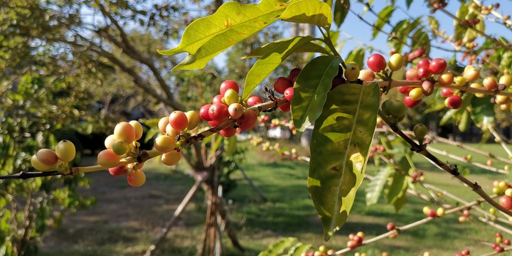 coffee three and fruit