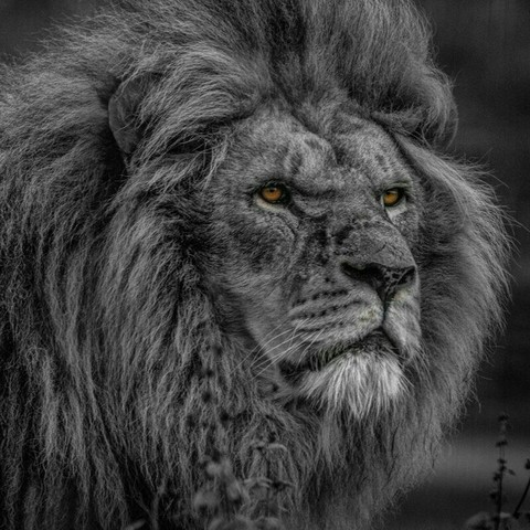 lion