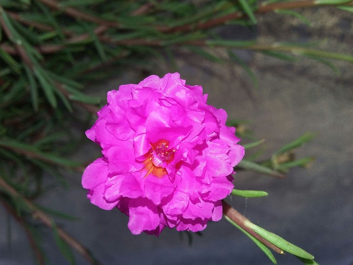 nature