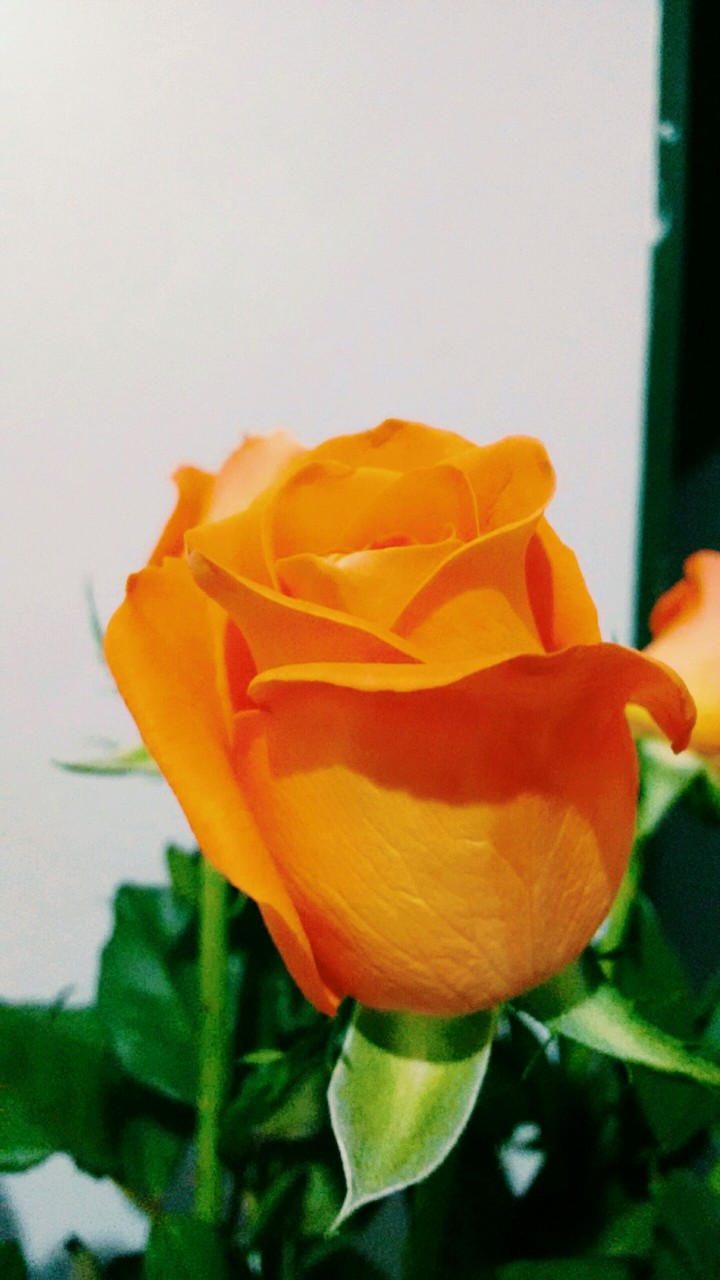 Rosa laranja