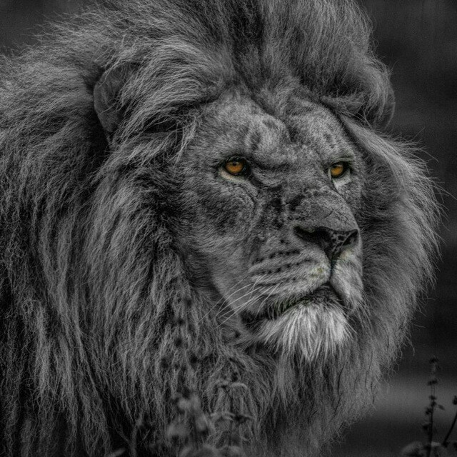 lion