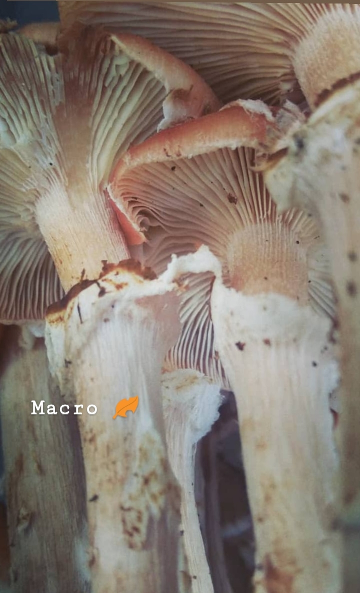 mushroom