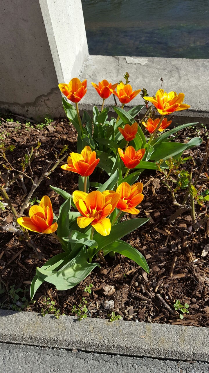 Frühling