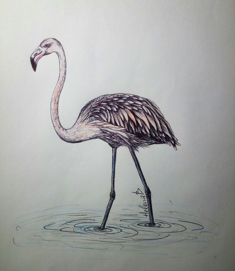 flamingo