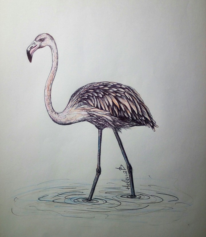 flamingo