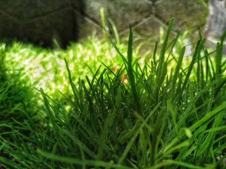 GRASS