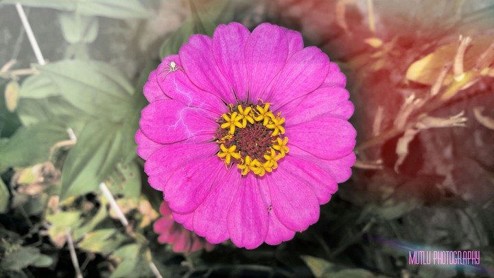 Flower