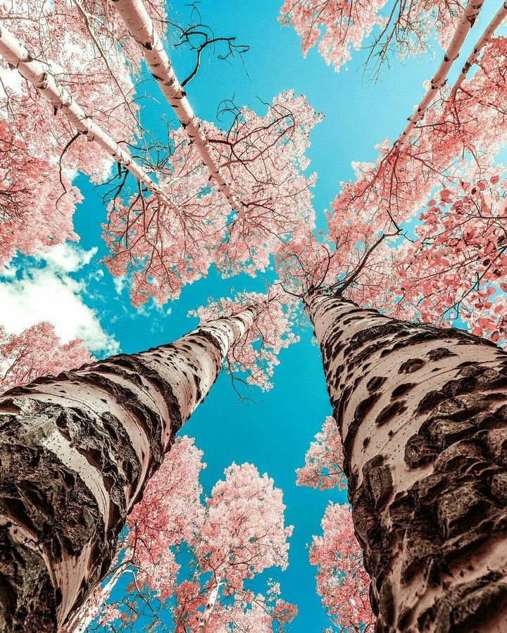 high tree