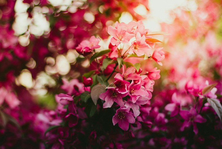So beautiful pink flowers