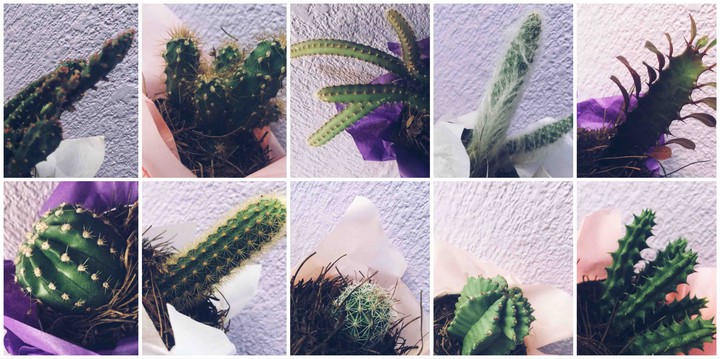 Cactus