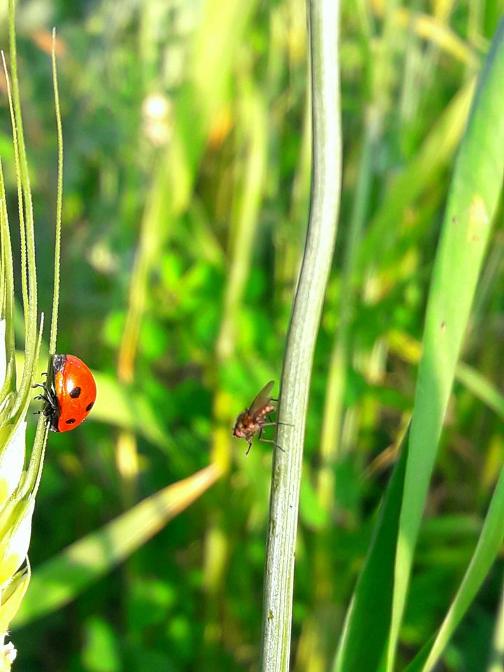 red bug
