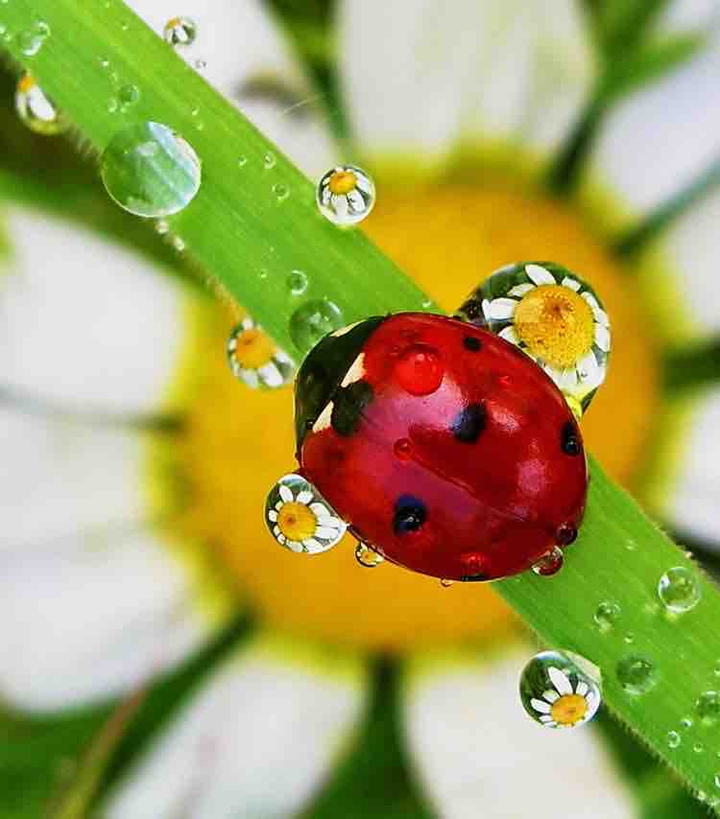 ladybird