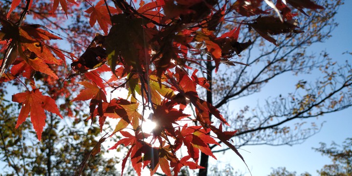 orange japan