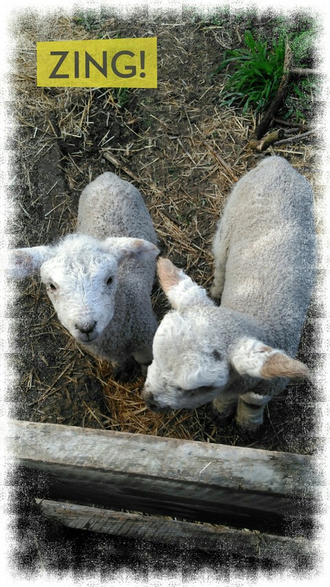 lambs
