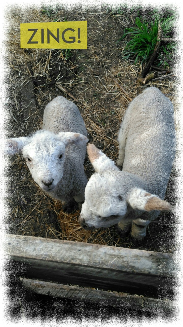 lambs