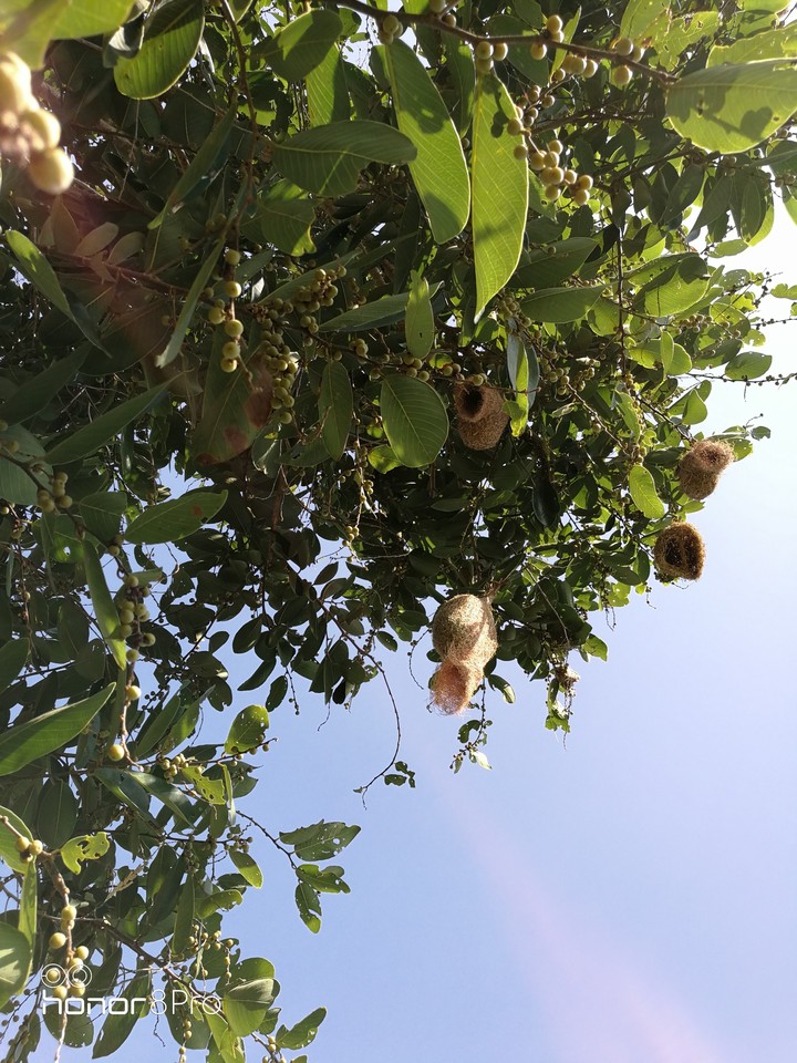 nests
