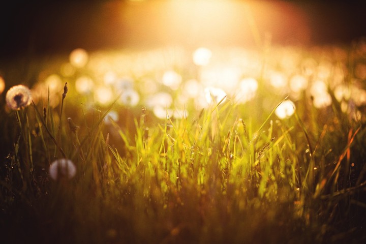 Grass