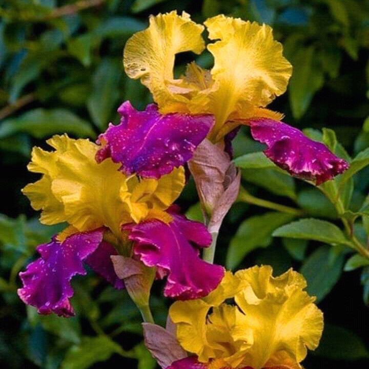 fleurs...