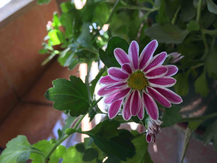 flores ?
