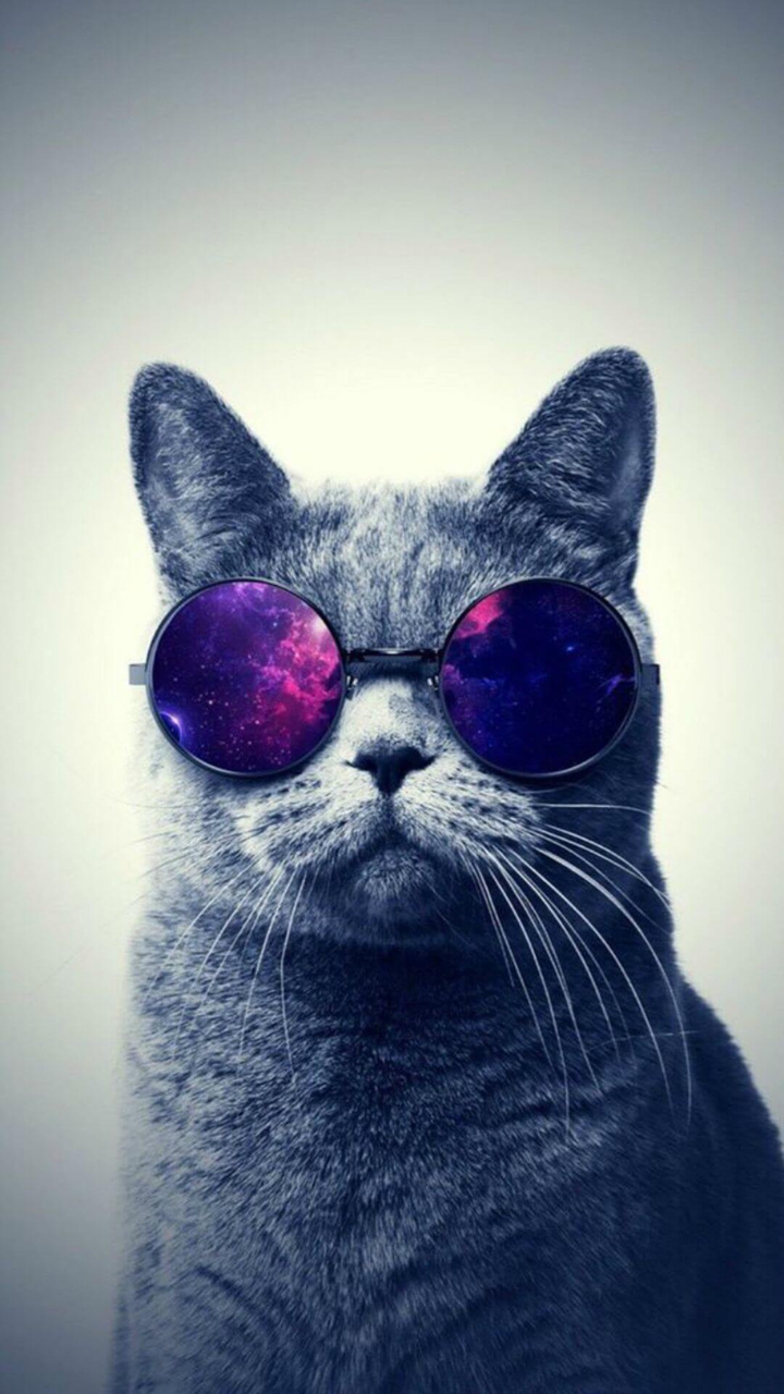 cool cat
