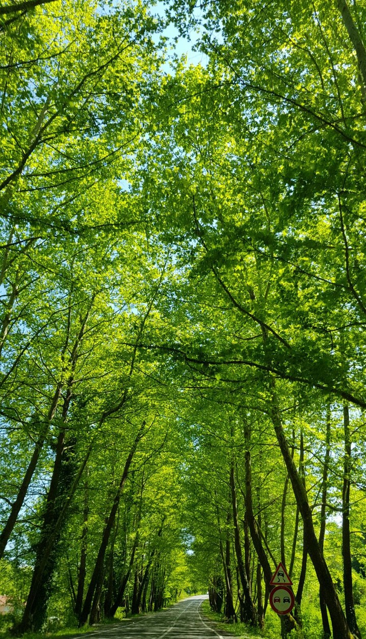 avenue