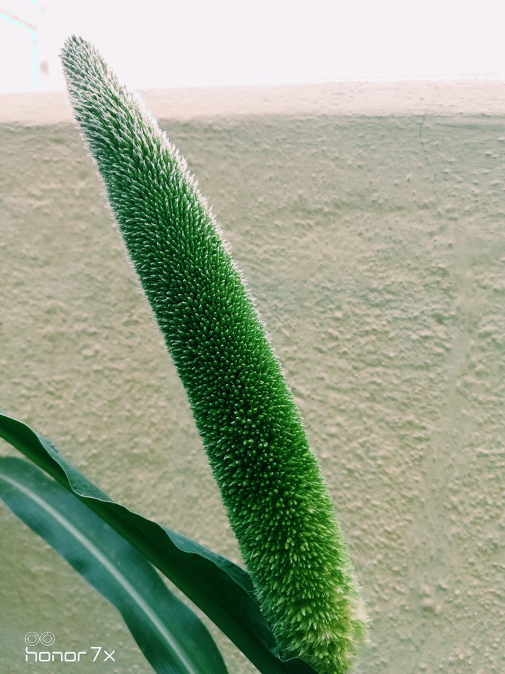 Pearl millet in home