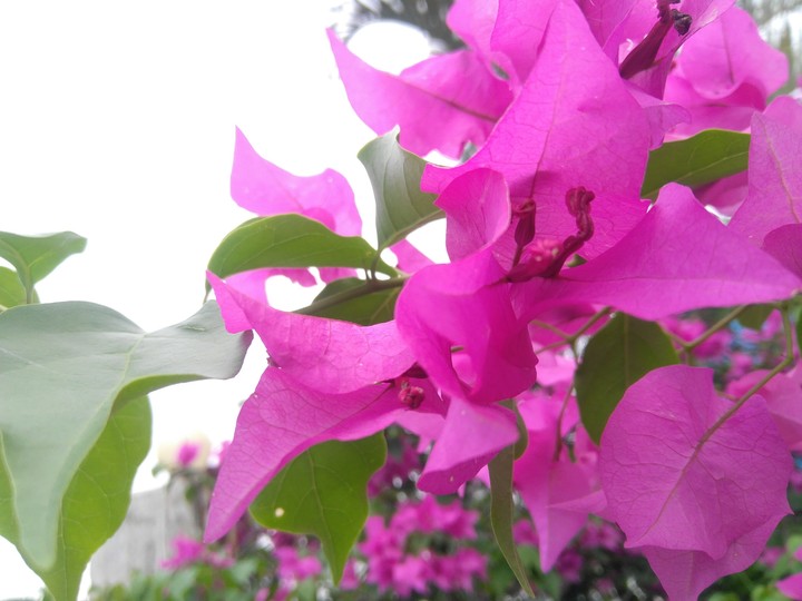flower 1