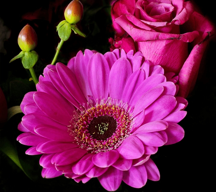 Lovely pink flowers