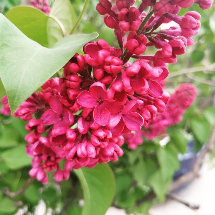 Memory of Spring