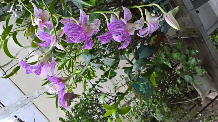 Orchids