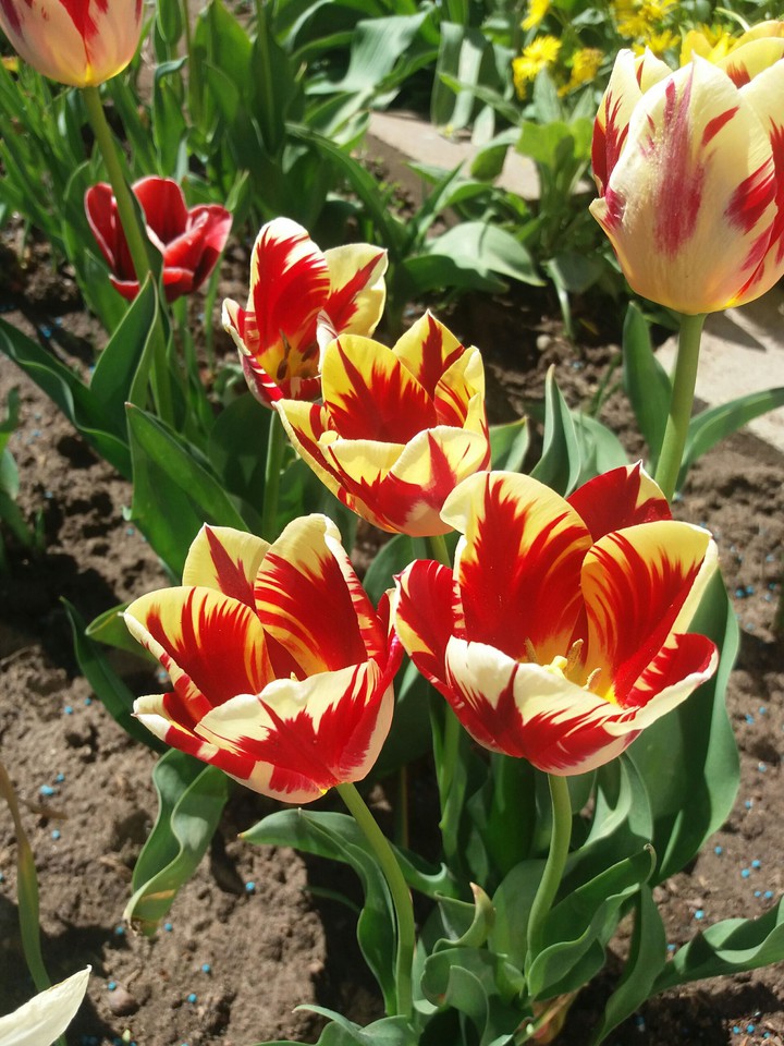 tulip