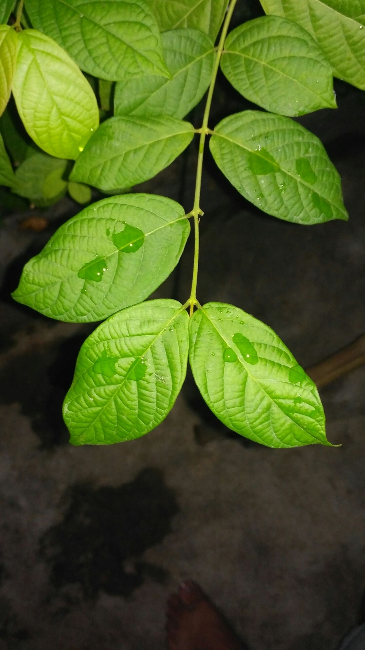 Leaves