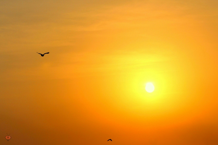 flying freedom