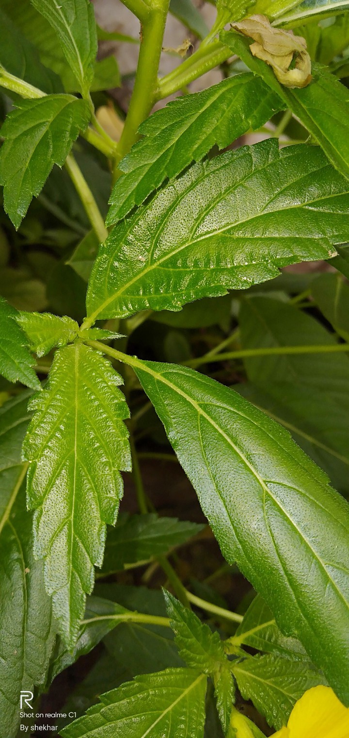 leafs
