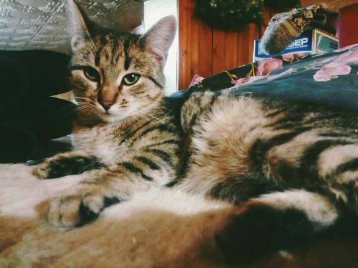 cat
