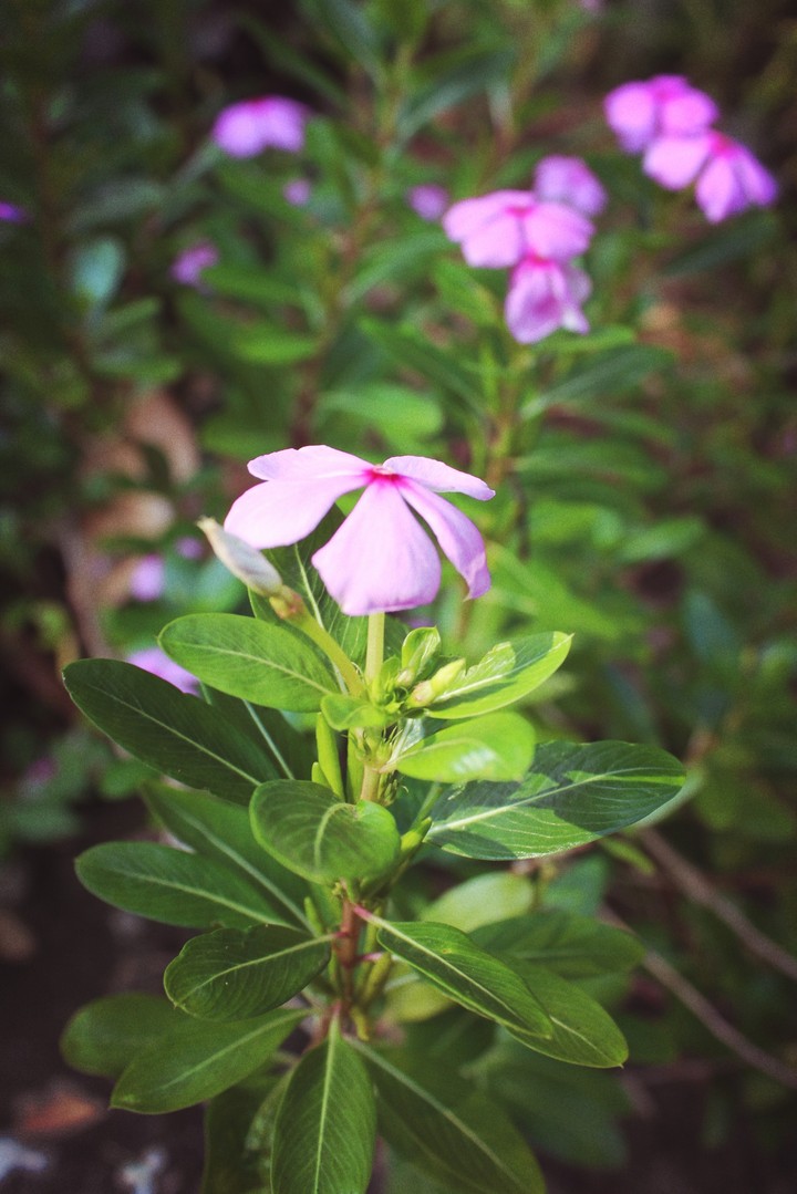 flower