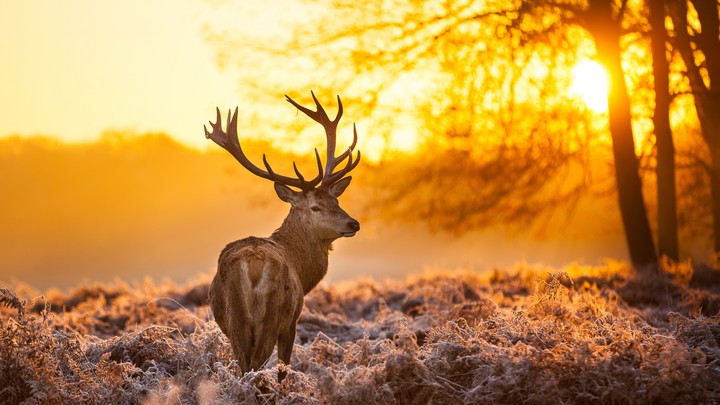 Deer