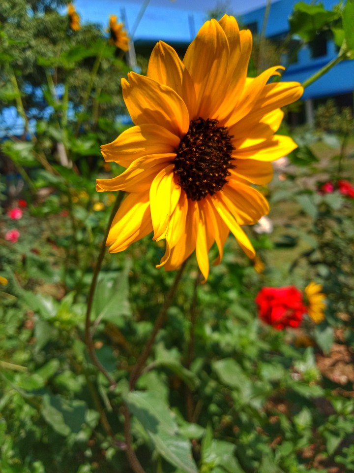 sunflower ?