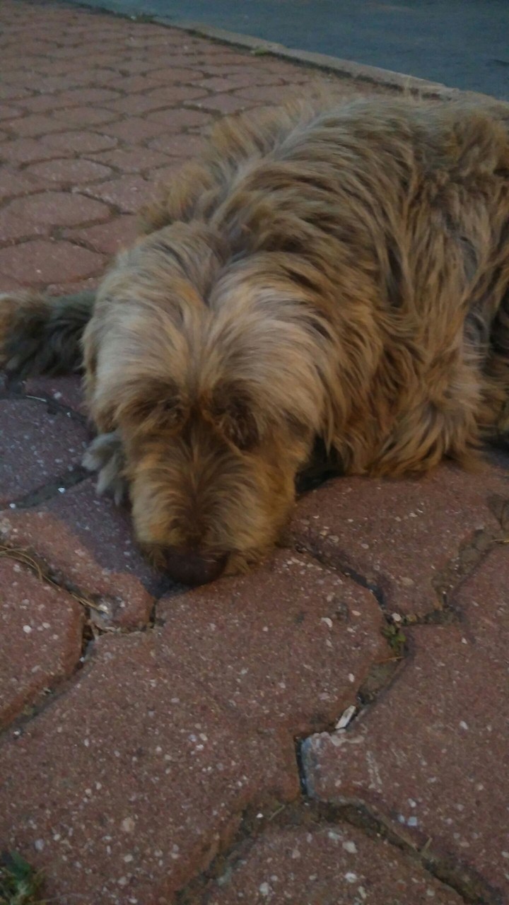 Bay Kopek (man dog)