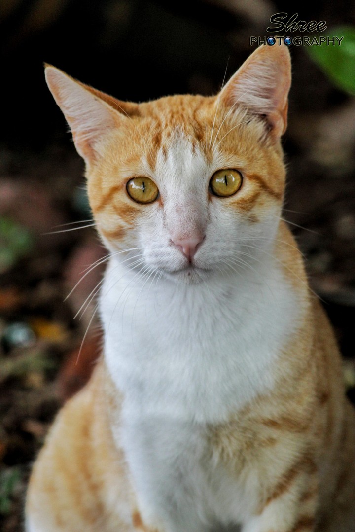 cat wallpaper