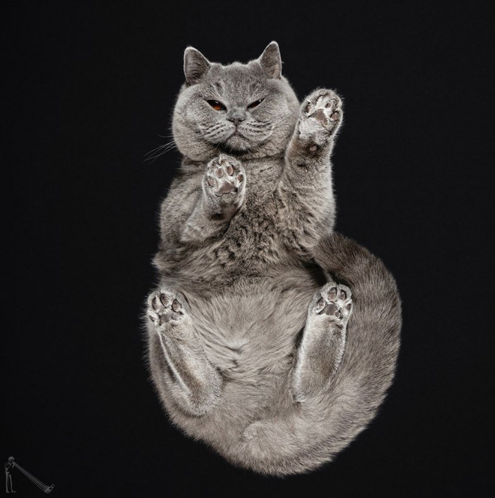 котя