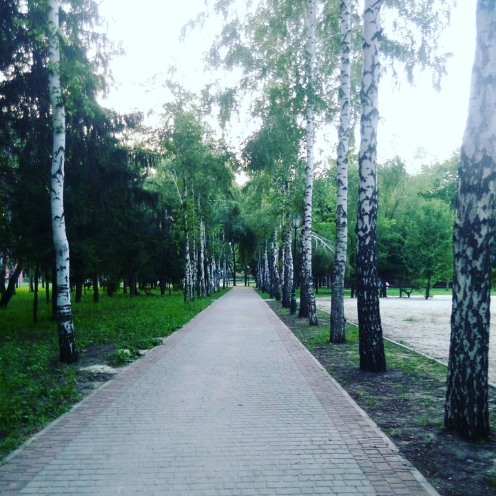 березка