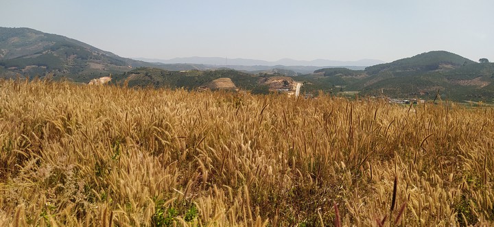 Grassss