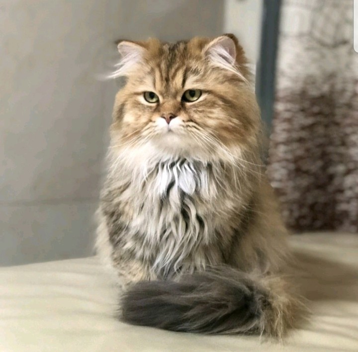 페르시안친칠라_레드태빗_베르고양이