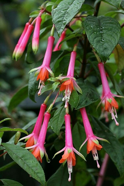 Fuchsia