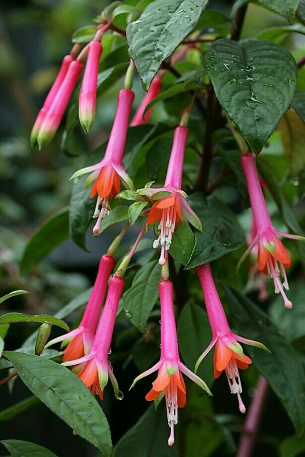 Fuchsia