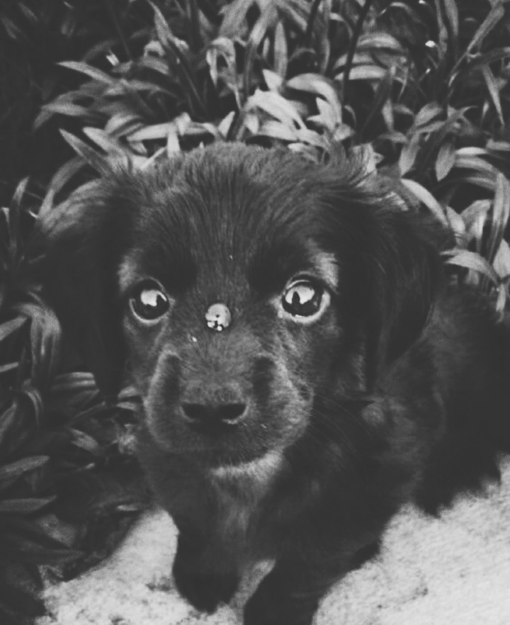 cute dog
