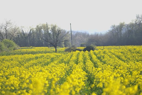 campagne