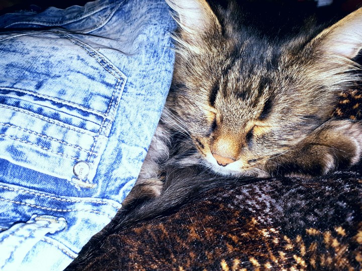 Maximilian