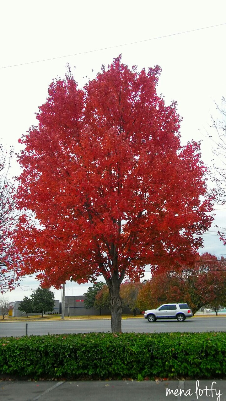 red tree